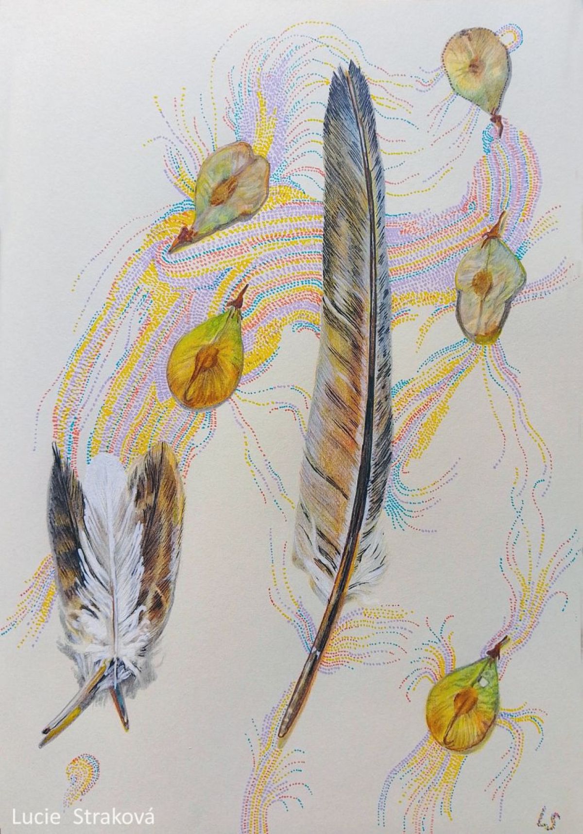 Ptačí pera a semínka
